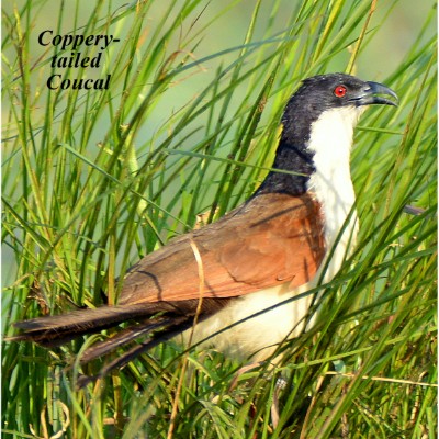 Coppery-tailed Coucal